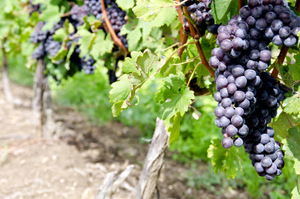ITALIAN NEBBIOLO RED WINE GRAPES ON THE VINE #1 © Chiyacat | Dreamstime.com